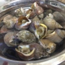 さらっと美味しく 汁まで飲める つぶ貝酒蒸し レシピ 作り方 By Mumupuu 楽天レシピ さらっと美味しく 汁まで飲める つぶ貝酒蒸し レシピ 作り方 By Mumupuu 楽天レシピ